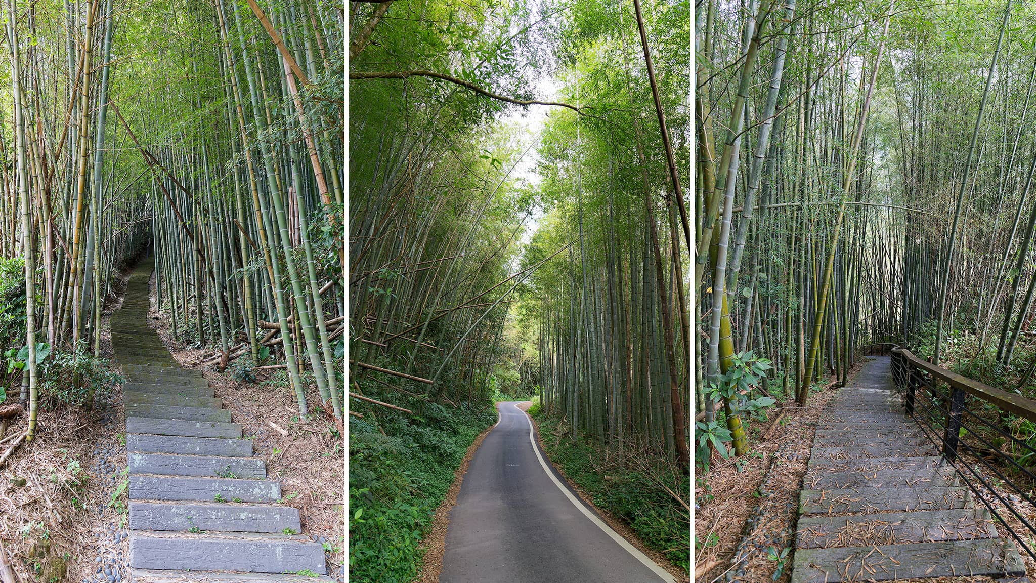 05 - Alishan (11).jpg